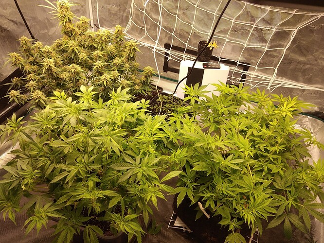 16465094414594438356761733214717