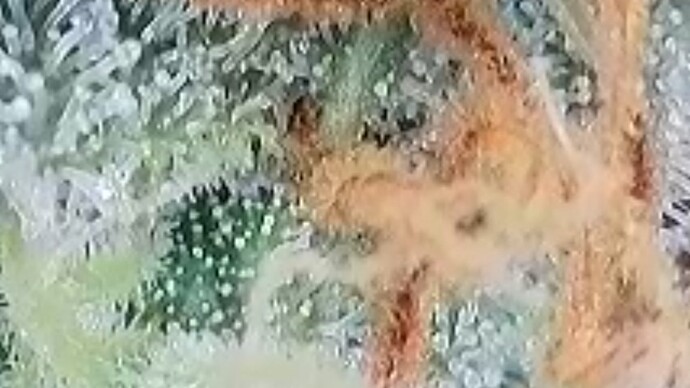 Tag 103 Trichome 3