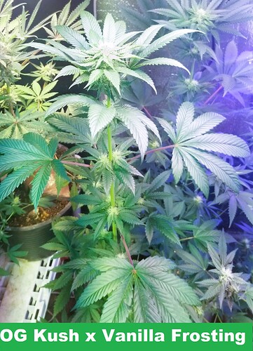 OG Kush x Vanilla Frosting 20230922
