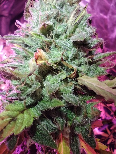 IMG_20230527_221535732