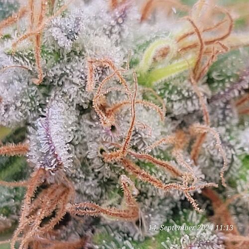 Tag 125 etwas Purple mit dabei