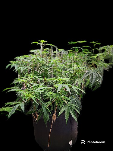 PhotoRoom-20230531_145649