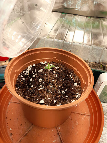 17754838991286668861515416061680