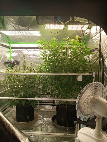 17092058137482768484080154281967