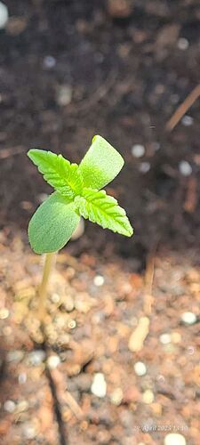 Tag 6 Congo 1 genießt die Sonne.