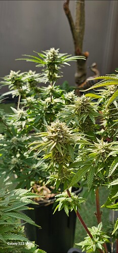 Screenshot_20250521_035237_Gallery