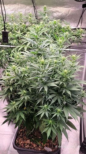 Tag 66 anfang dritte Blüte Woche