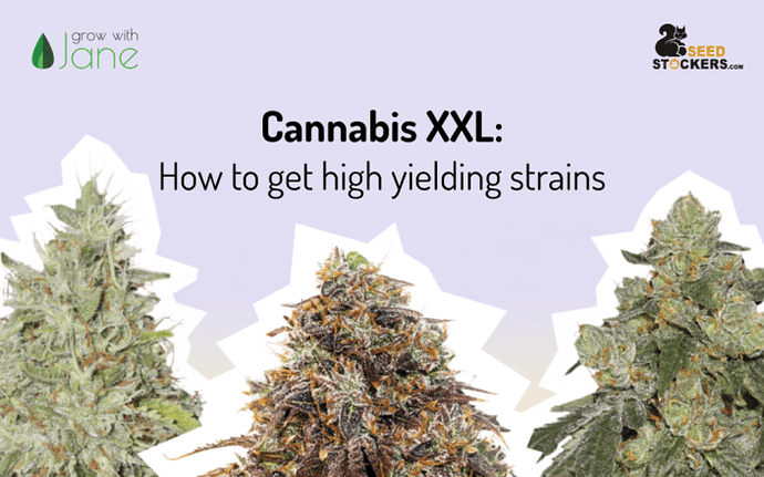 cannabis-high-yield-strains-seedstockers-1024x640