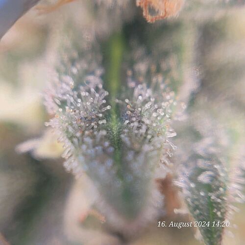 Tag 89 Trichome 2