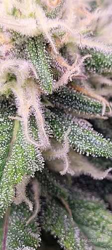 Tag 55 Haze 1 in etwa der 5ten Blüte Woche