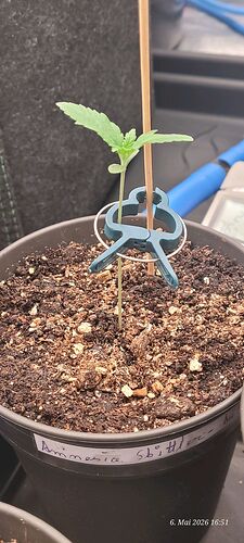 Seedling Day 8 on 6.5.26