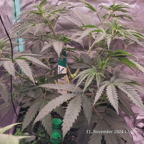 Tag 40 Nr 1, ist nun 35 cm hoch 11.11.24