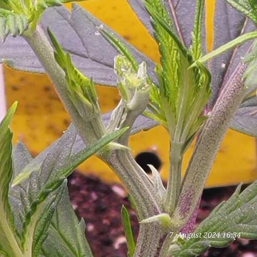 Lava Cake Klon 1 - 2024-08-08 um 14.53.47