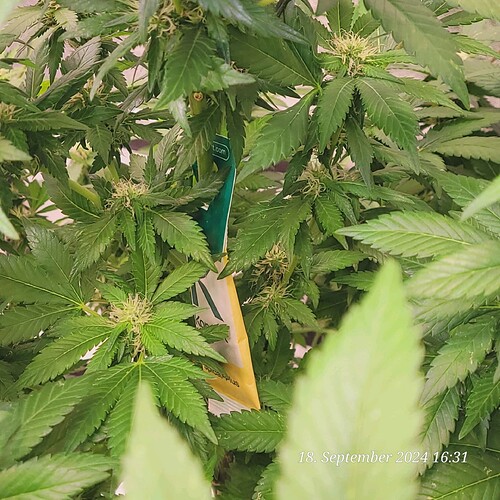 Tag 108 auch ihr Raubmilben spendiert 18.9.24