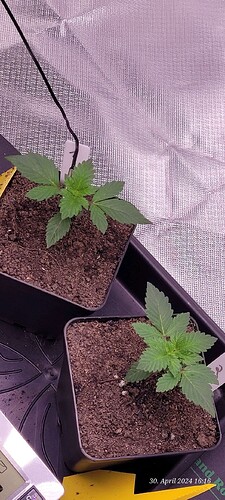 Tag 19 Sämling 1 und 2 liegen noch immer gleich auf mit 8,5 cm
