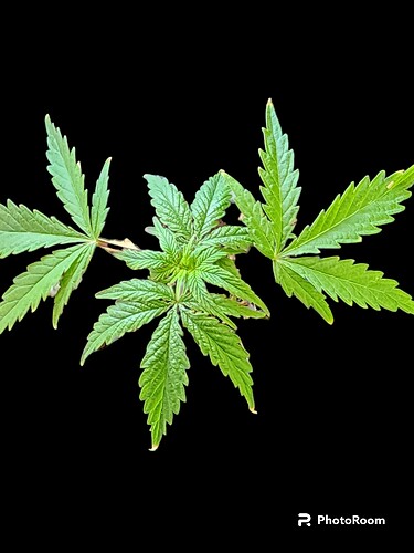 PhotoRoom-20230502_130759