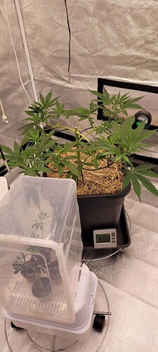 Tag 45 in der vierten Wachstums Woche