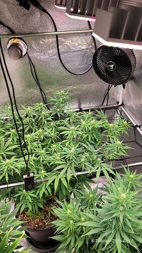 Tag 66 Blüte Tag 16 rechte Seite hinten am Scrog 8.2.26