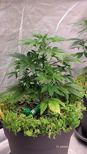 Tag 37 J.P. Wachstum Tag 19 am 10.1.26