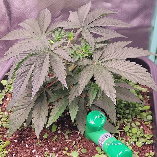 Tag 29 Nr 3, Wachstum Tag 11 am 31.10.24