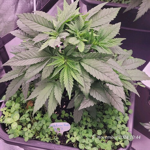 Tag 38 Nr 2, Wachstum Tag 20 am 9.11.24