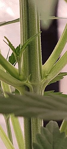 Tag 40 am 7.3.24 , einen Tag nach dem Umtopfen Wachstums Tag 20