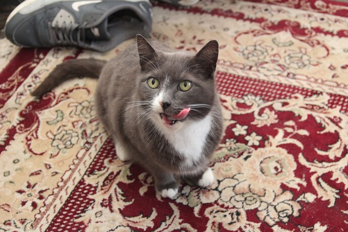 willow (6)
