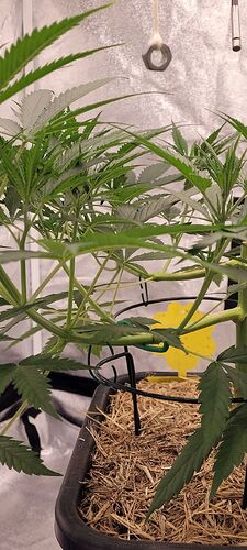 Tag 50 der Rest soweit auf einer Höhe