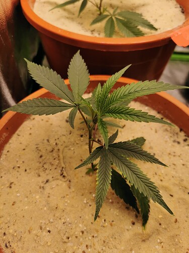 Lava Cake Clone G3 Rose