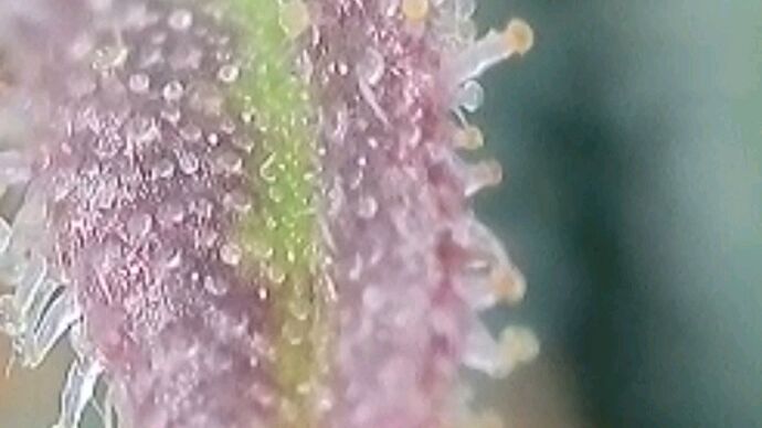 Tag 101 Klon 2, Trichome 1