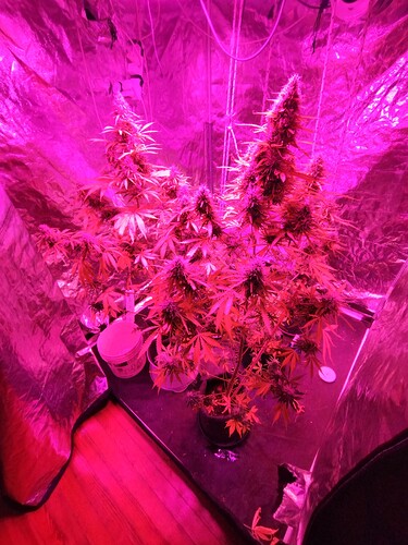 IMG_20230602_225508490_HDR