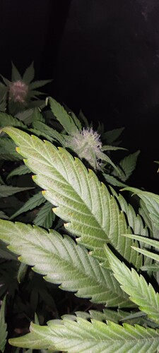 IMG_20240519_130218