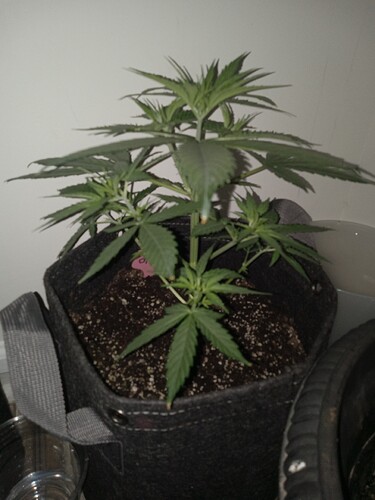 16844998303995475694218001505638