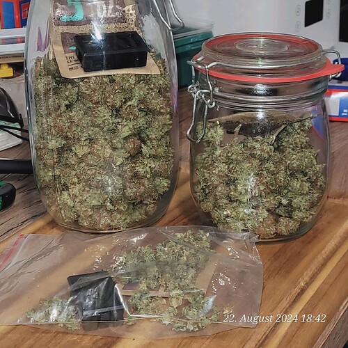 Tag 134 Cookie 2 gesamt 107,60 gr getrocknet und beide nun bei 17 grad u 60 % Luftfeuchte in der Aushärtung 22.8.24