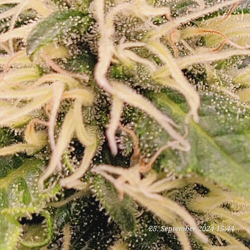 Tag 115 und sie hat sich Prächtig erholt