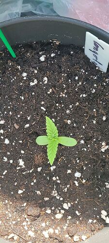 Tag 8 Congo 2 Sämling Tag 4 am 2.5.25