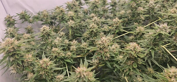 Screenshot_20240919_214833_Gallery