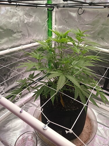 17065322210038818688241264945515