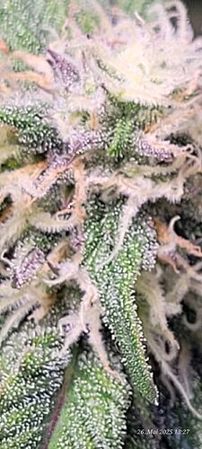 Tag 57 Haze 1 Blüte Tag ca. 32