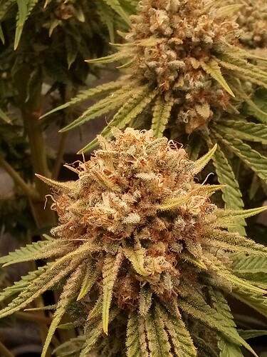 IMG_20240730_160436_673