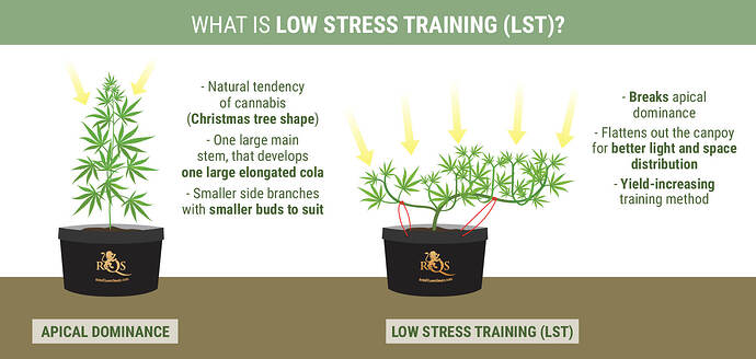 LST Cannabis Better Yields desktop EN
