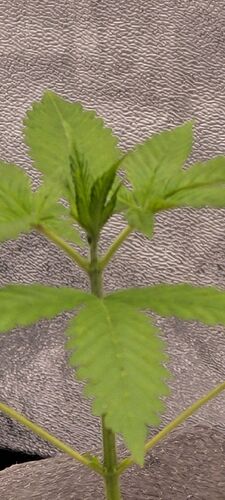 Tag 25 wenige Stunden nach der selbst gemachten Komposttee Brühe