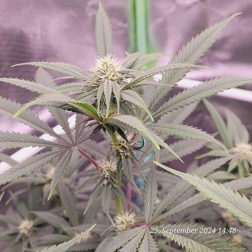 Tag 67 Klon 1 ende der dritten Blüte Woche 25.9.24