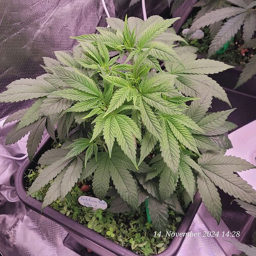 Tag 43 Nr 2, geht nun ab