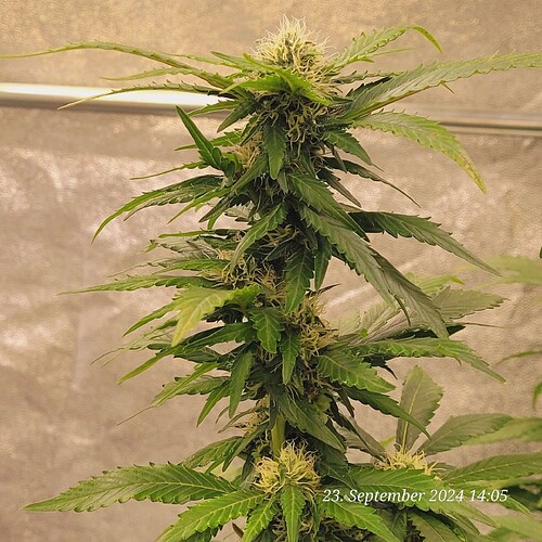 Tag 113 in der 5ten Blüte Woche 23.9.24