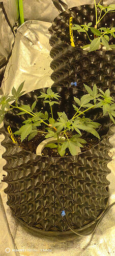 IMG_20260131_095539