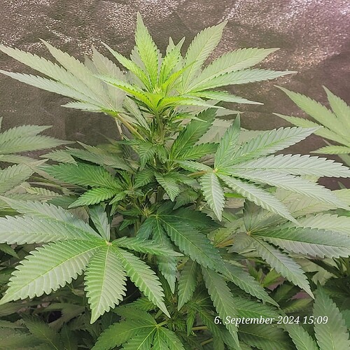 Tag 95 Blütetag 7 am 6.9.24