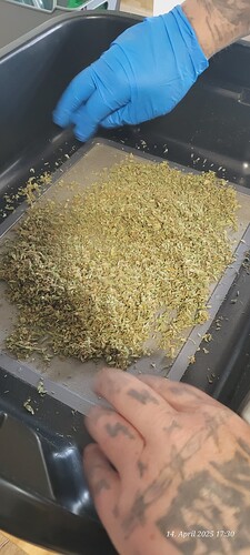 Tag 139 heute das erste Tütchen Trimm der Fast Diesel Strain gesiebt 14.4.25 ( 1 )
