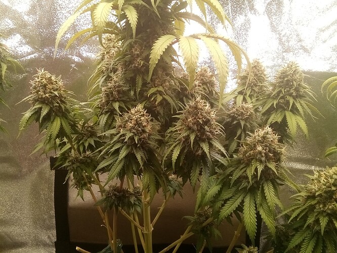 IMG_20240809_135710_314