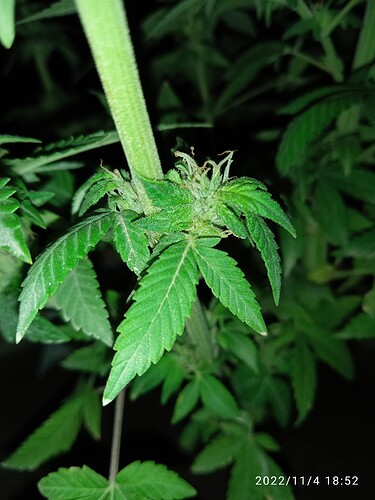 16675699157805091569216713866037